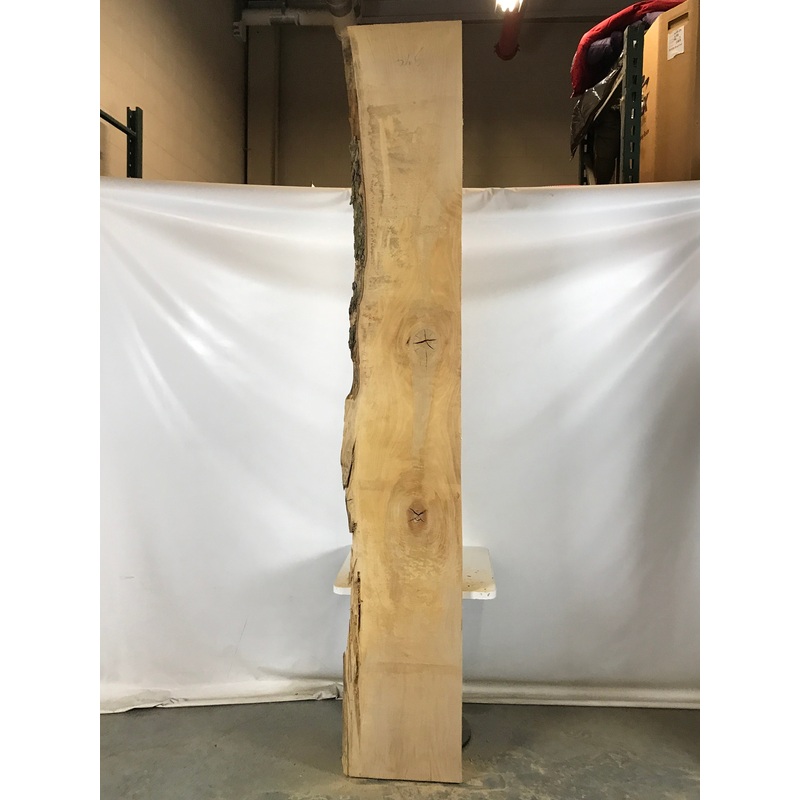 MSU Shadows Live Edge Sycamore Slab Wood 108 x 16