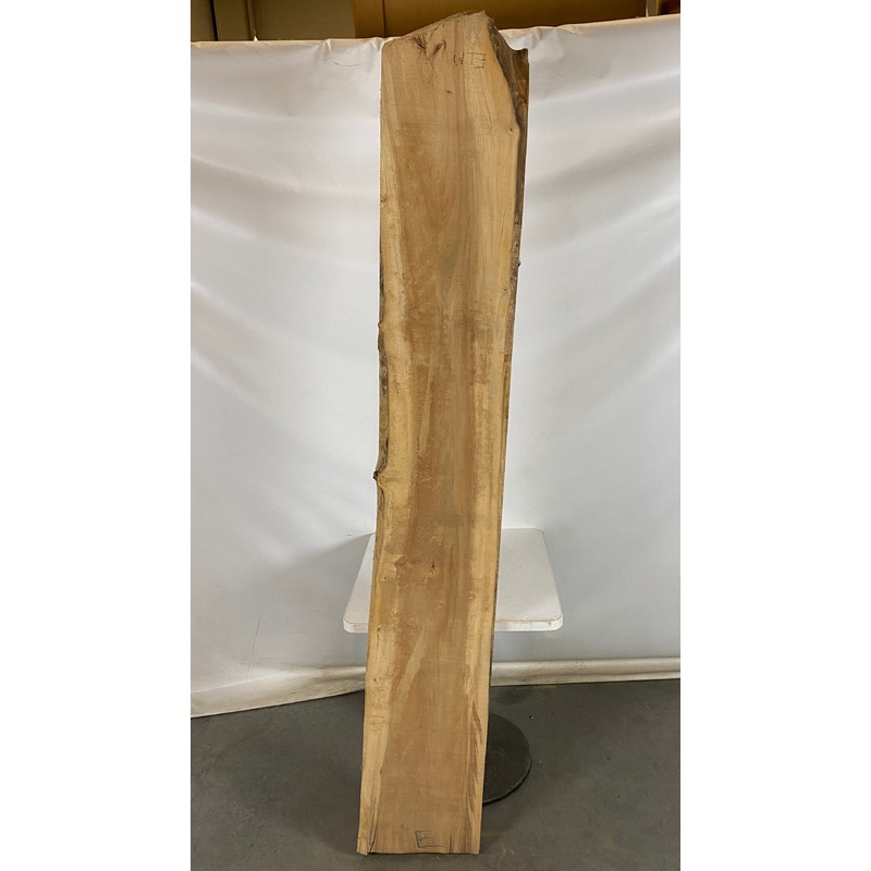 MSU Shadows Live Edge Elm Species Slab Wood 86.5 x 7