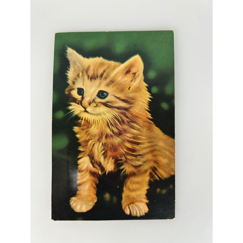 Antique Vintage Single Kitten Postcard Squeaker makes noise c1950s
