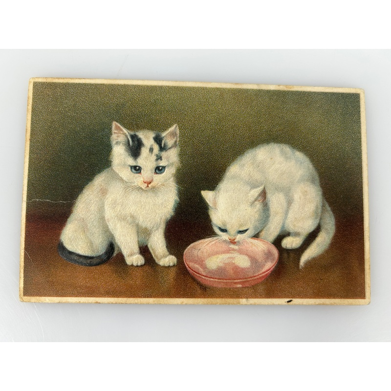 Vintage Embossed Postcard Two White Kittens Arthur Heyer 1900s