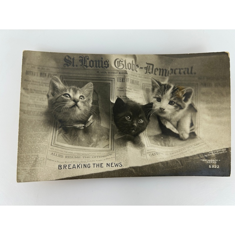 Vintage Postcard Breaking the News Three Kittens RPPC Rotograph Co 1905