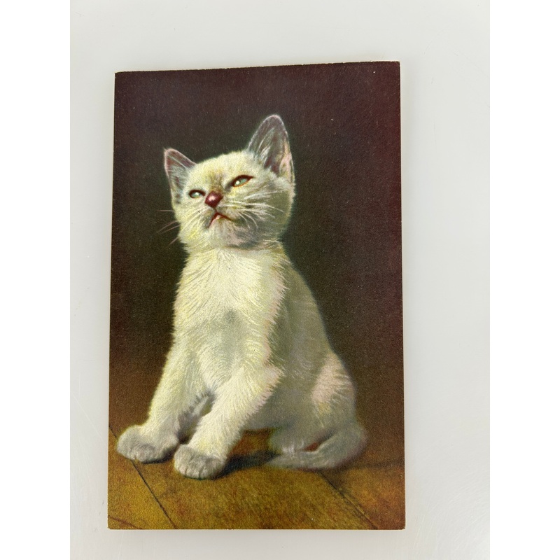 Vintage Swiss Postcard White Kitten 1952