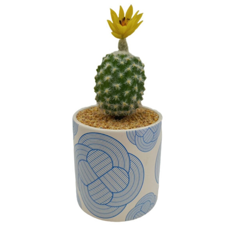 Artificial Plants Potted #213-53 – 98414